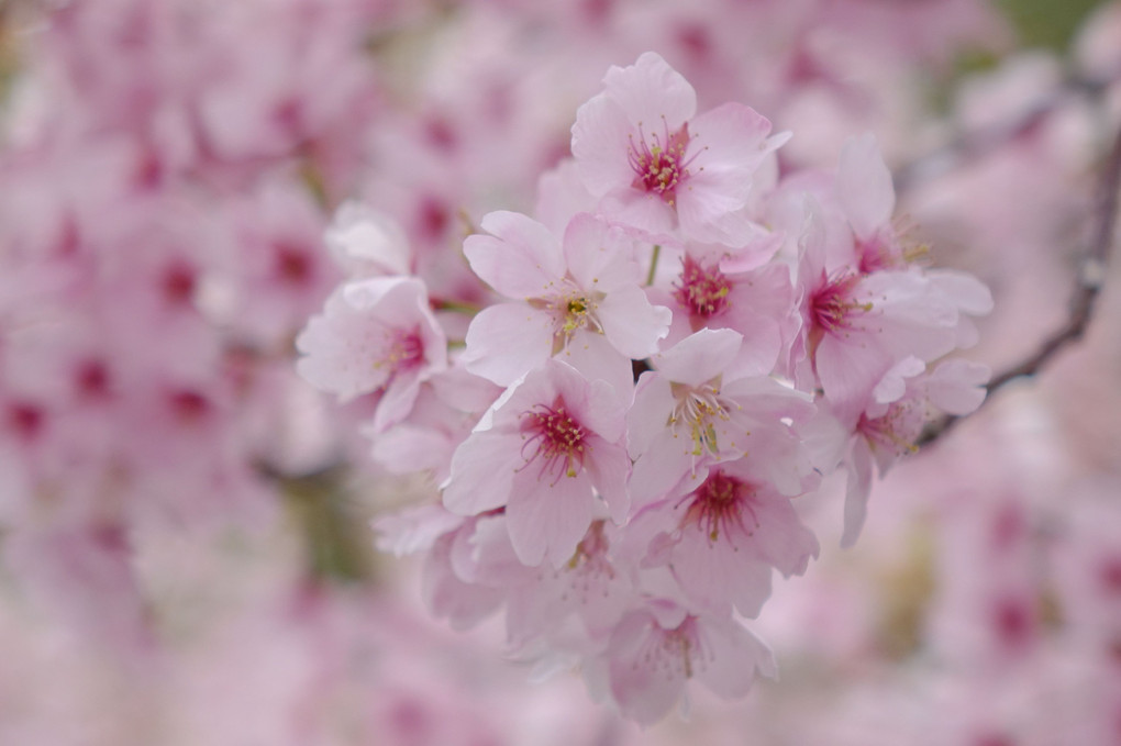 （続々）鈴鹿の早咲き桜