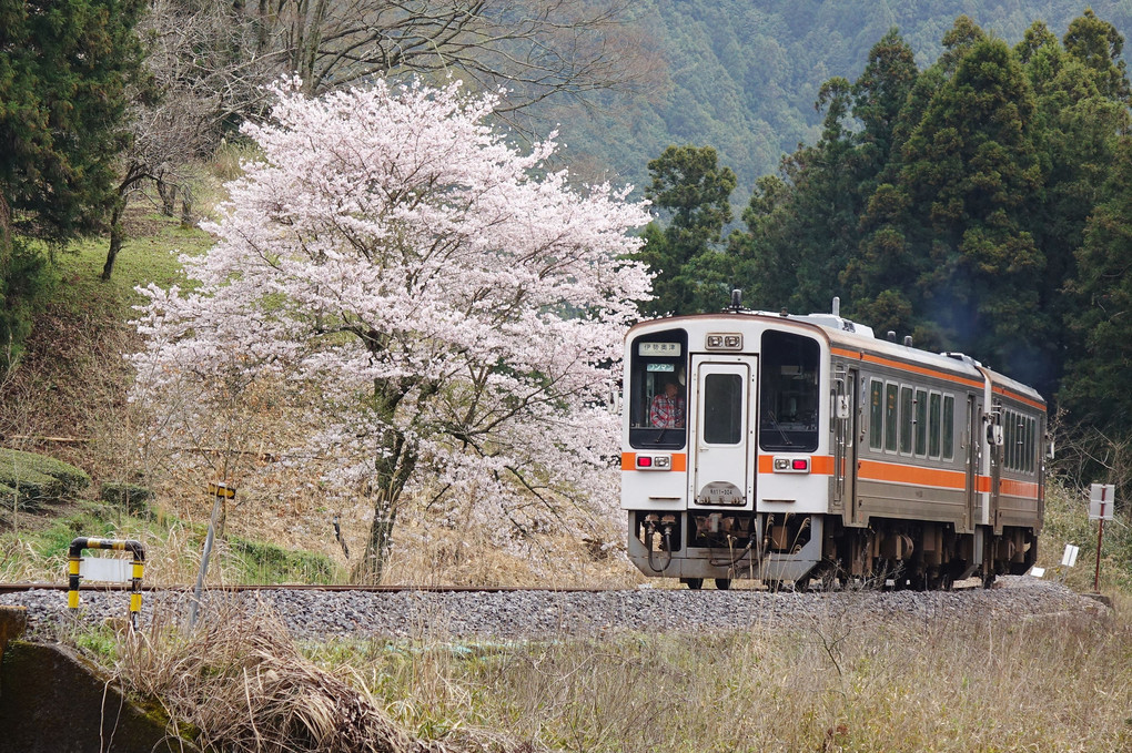 名松線の春風景
