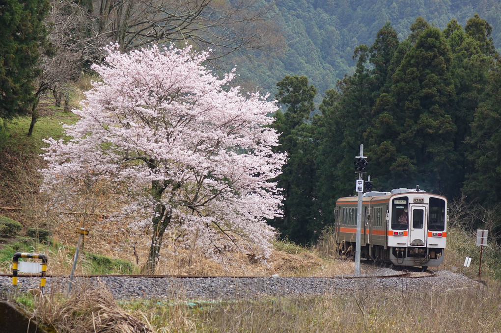 名松線の春風景