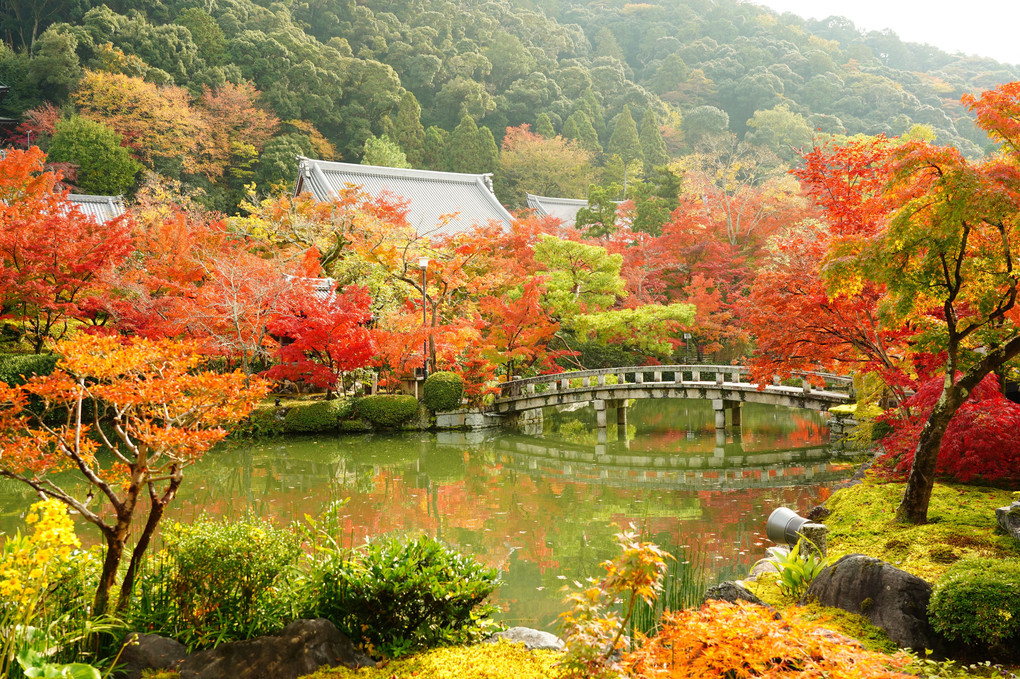 色づく古都京都