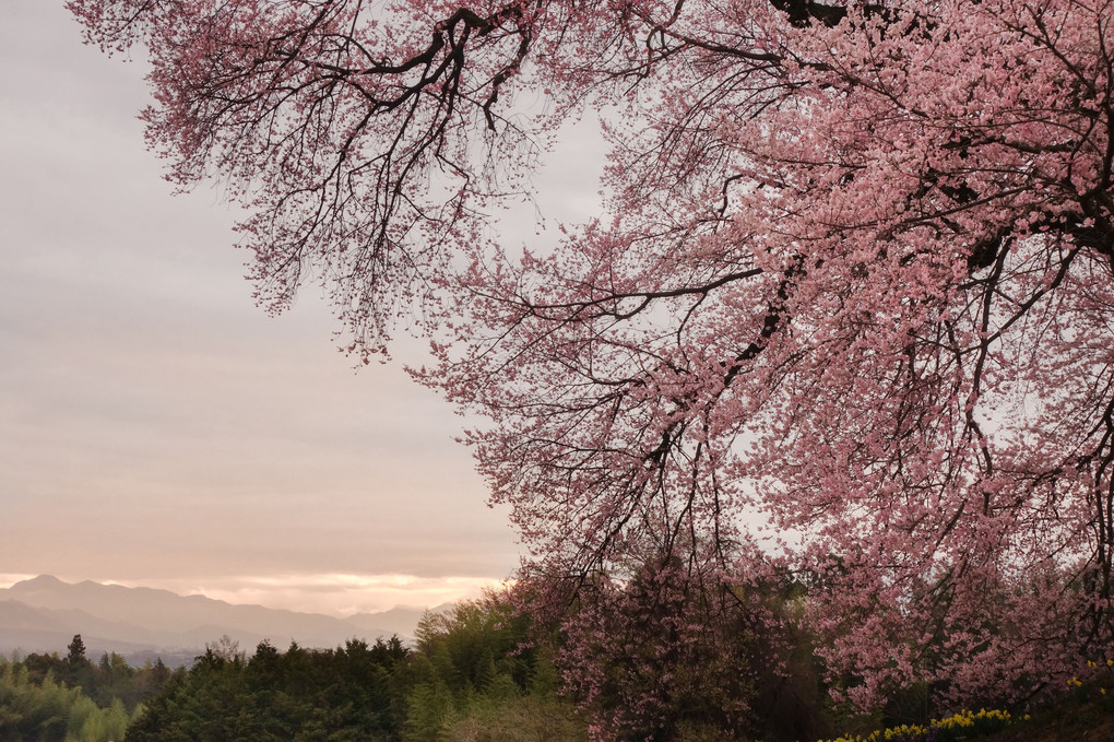朝焼け桜