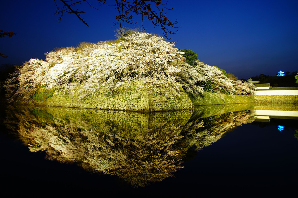 彦根城の夜桜