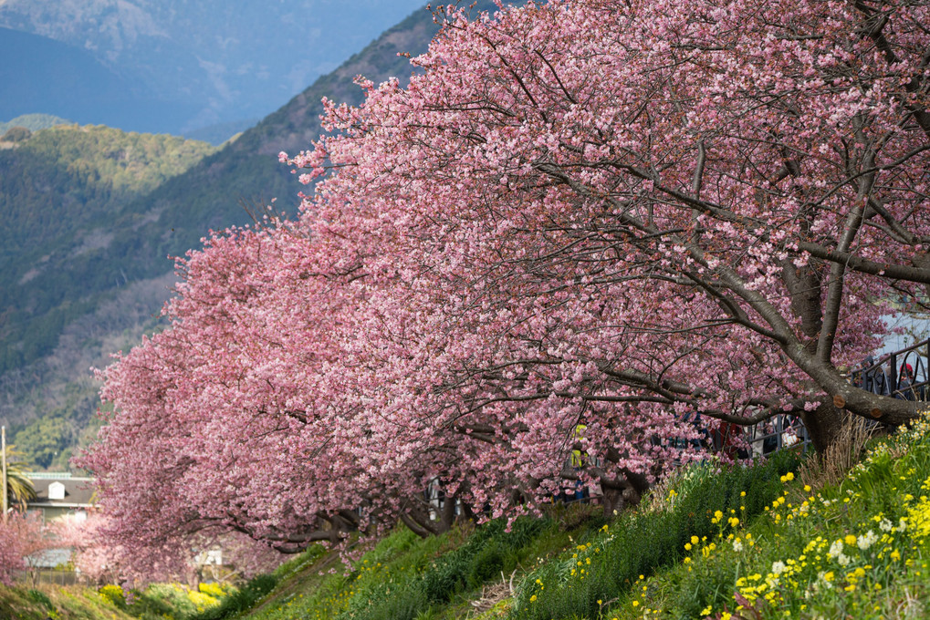 河津桜 春の風景
