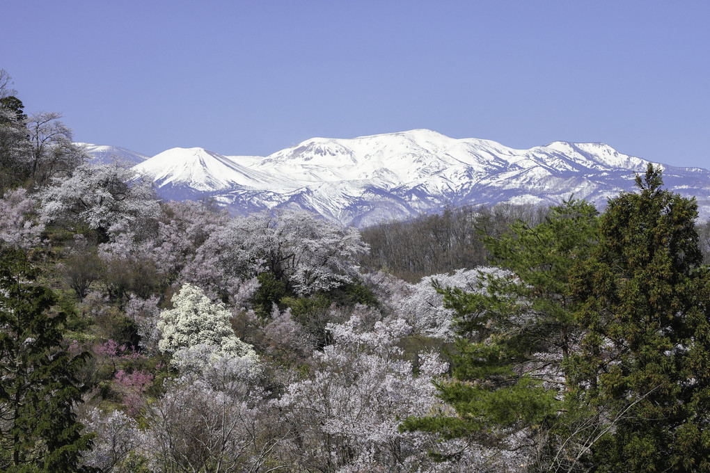 吾妻連峰と花見山の桜