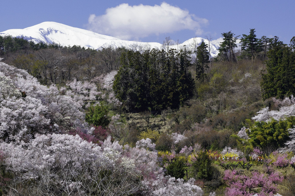 吾妻連峰と花見山の桜