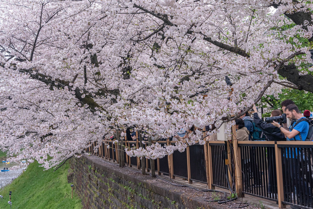 千鳥ヶ淵の桜景色　