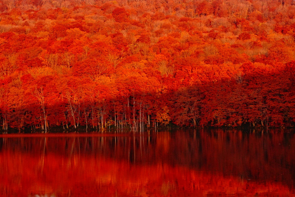紅の瞬間～蔦沼の秋～