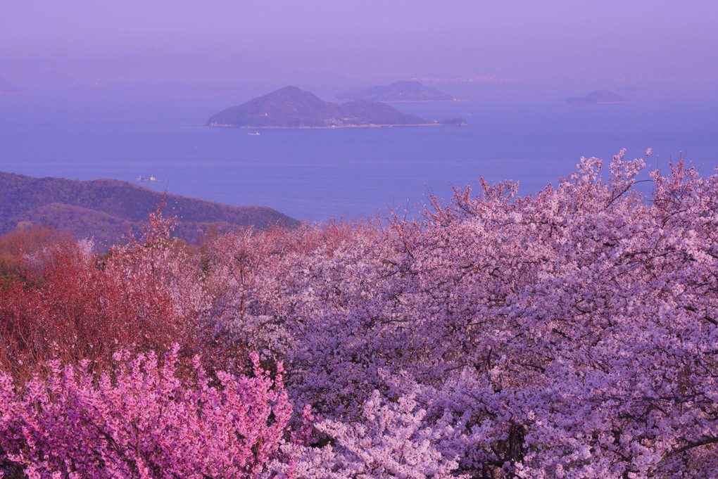 桜の旅～紫雲出山～