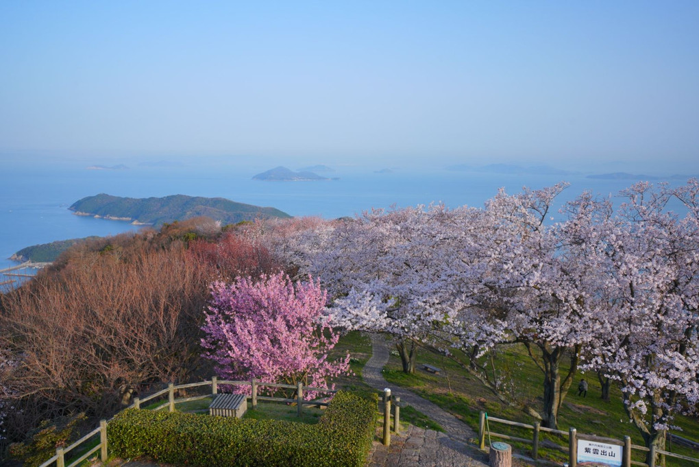 桜の旅～紫雲出山～