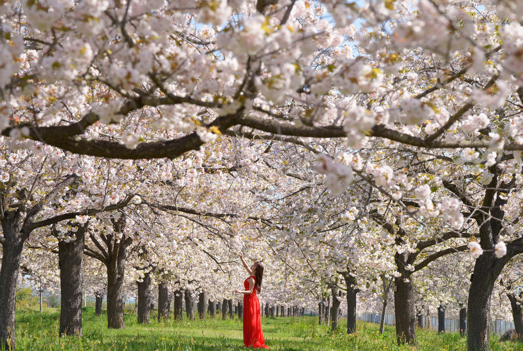 桜のミューズ　　～花咲く春の夢物語１～