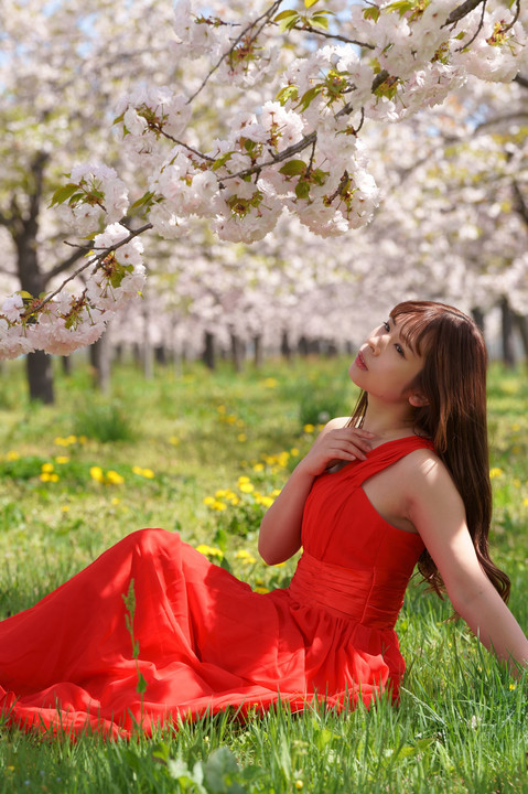 桜のミューズ　　～花咲く春の夢物語１～