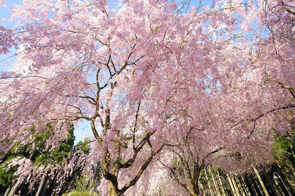福井県竹田の里　しだれ桜まつり