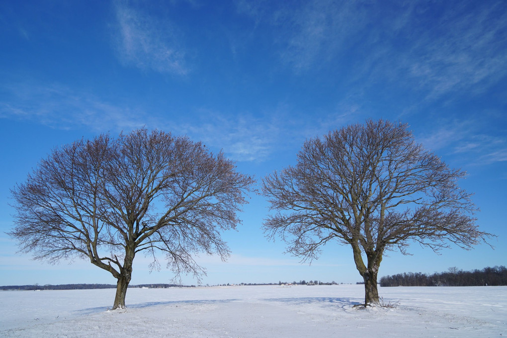 青空と凍った木々