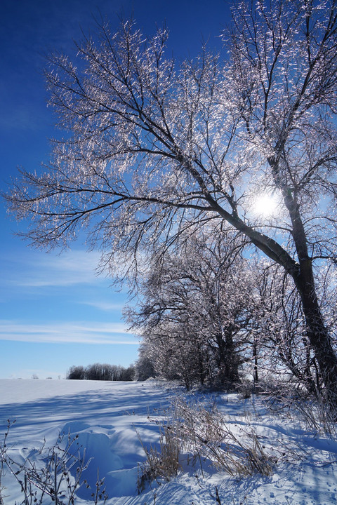 青空と凍った木々