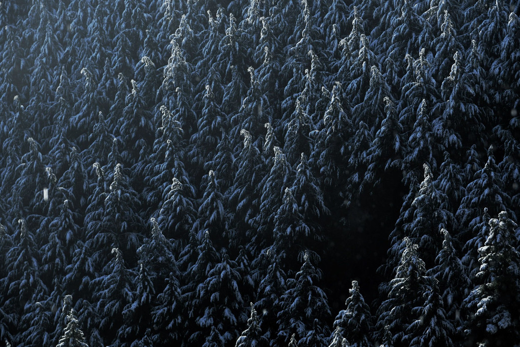 雪と杉木立