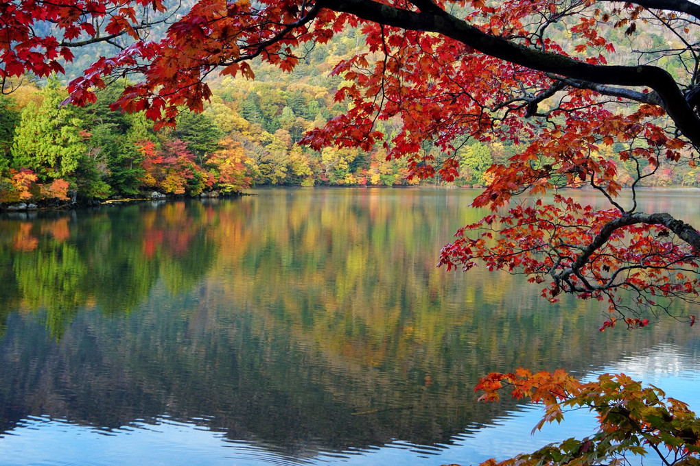 晩秋、湖畔の紅葉達