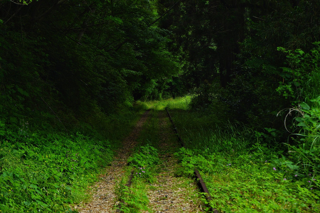 緑の回廊~森林セラピーロード