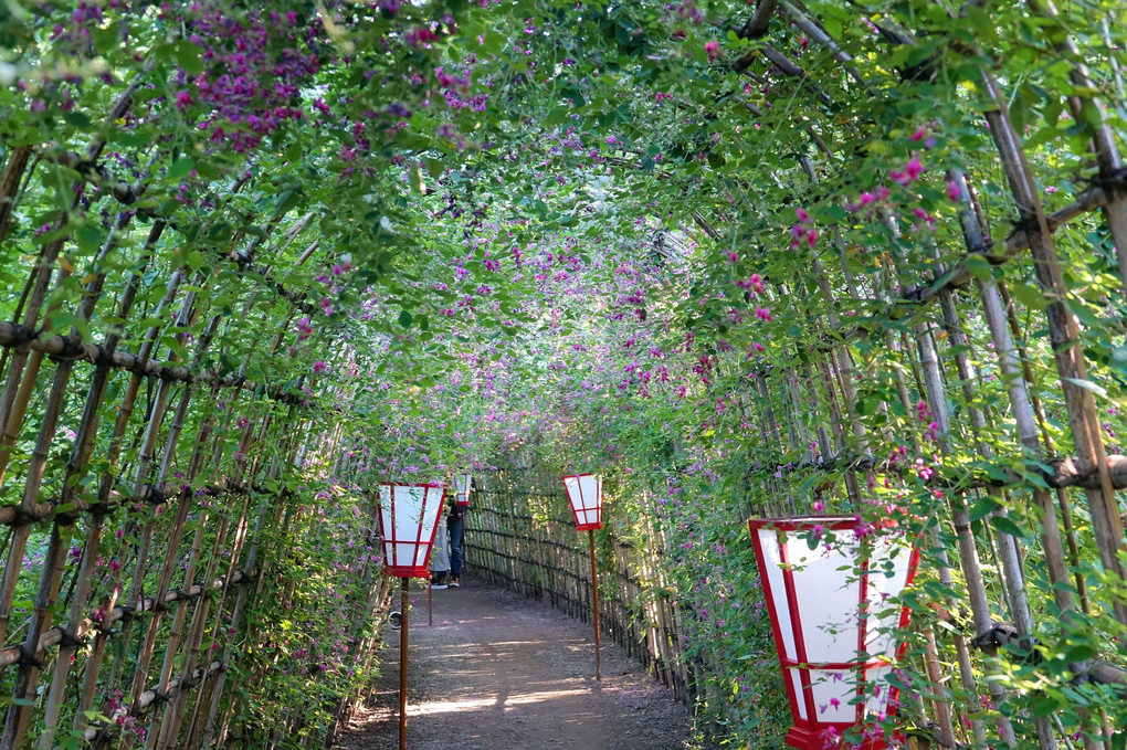 秋麗しの向島百花園〜萩のアーチトンネル