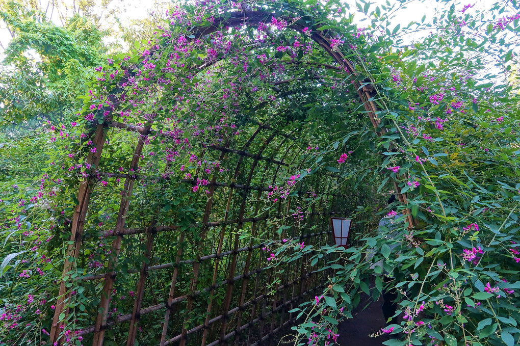 秋麗しの向島百花園〜萩のアーチトンネル