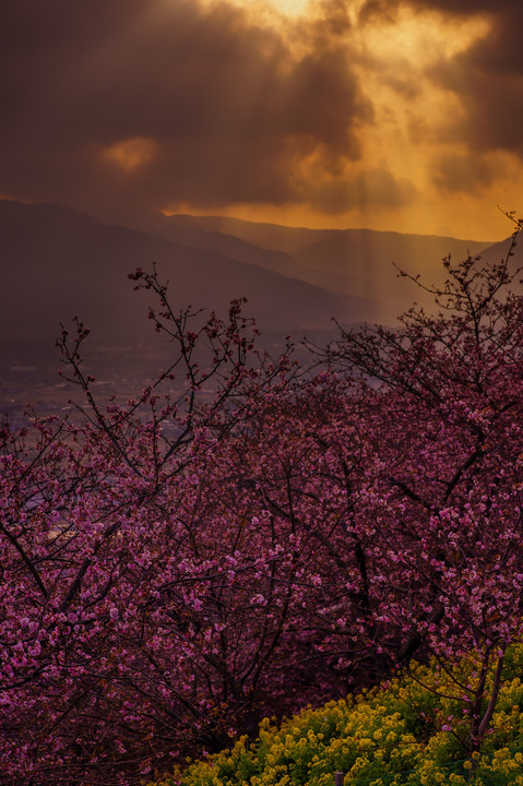 夕暮れ時の河津桜