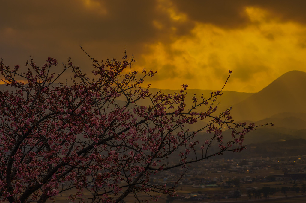 夕暮れ時の河津桜