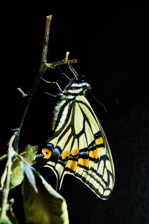 アゲハ蝶の羽化