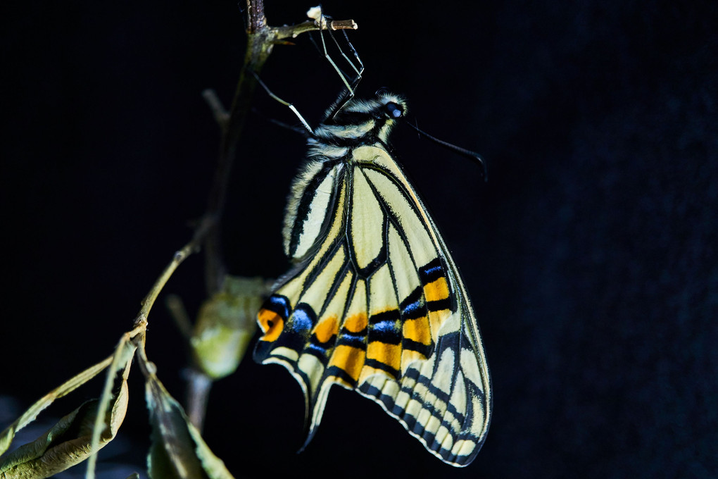 アゲハ蝶の羽化