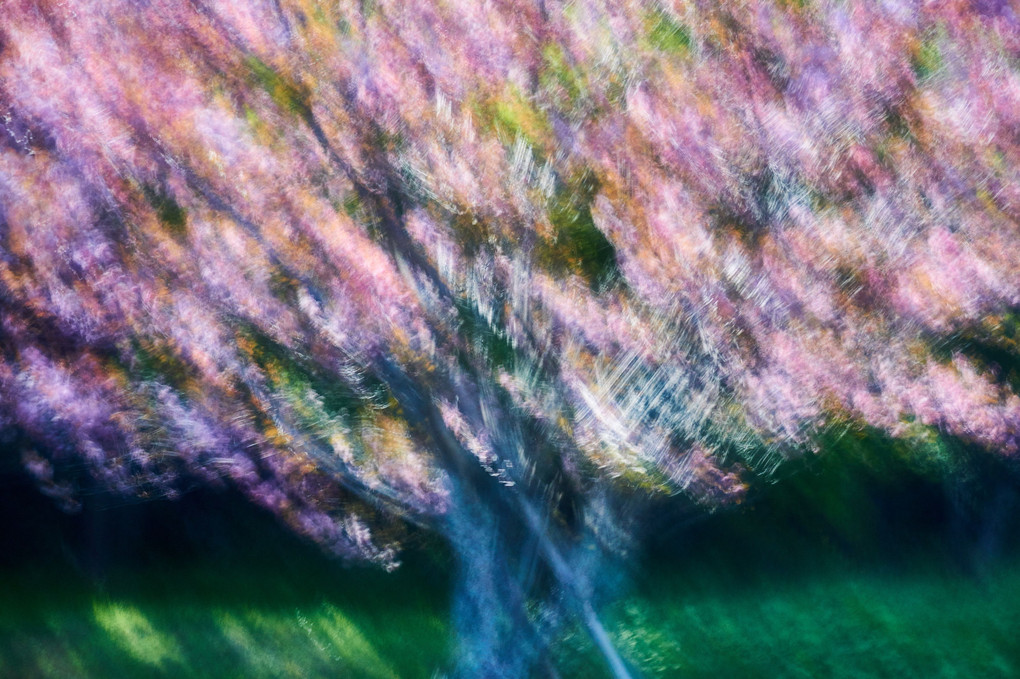 桜の夢　～スローシャッターで絵画風、油彩風、日本画風に