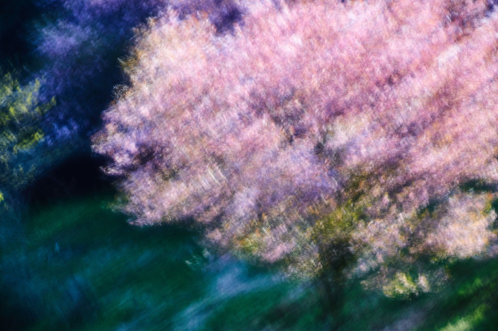 桜の夢　～スローシャッターで絵画風、油彩風、日本画風に