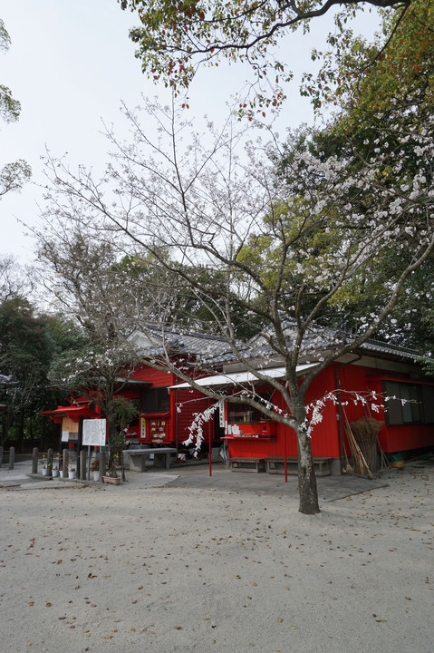 田崎神社の桜