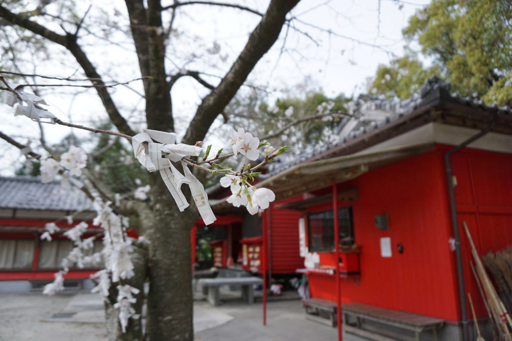 田崎神社の桜