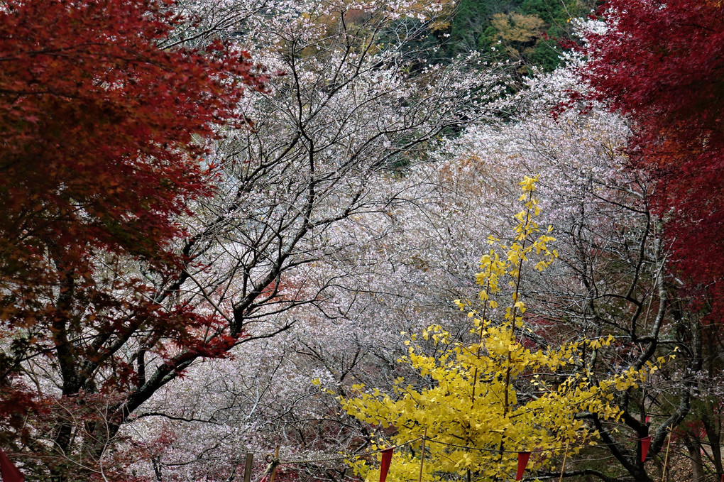 四季桜とイチョウと紅葉