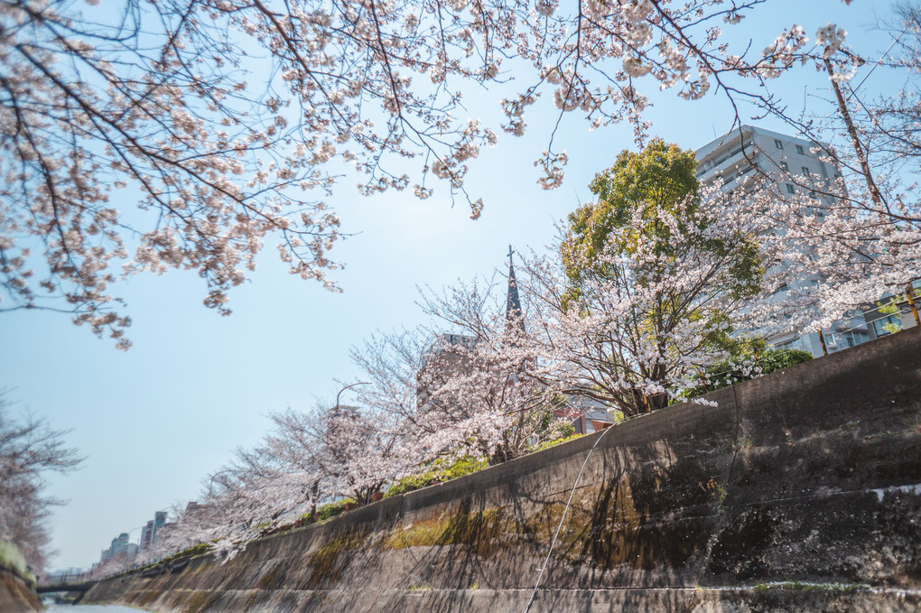 Cherry Blossom -Ikutagawa Park-