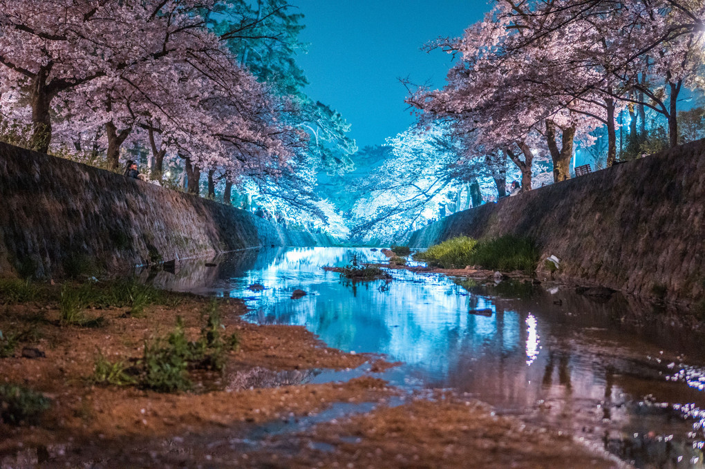 Cherry Blossom -Shukugawa-