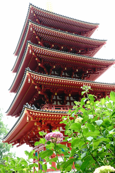 五重塔と紫陽花