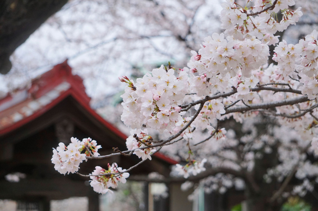 御瀧不動尊の桜