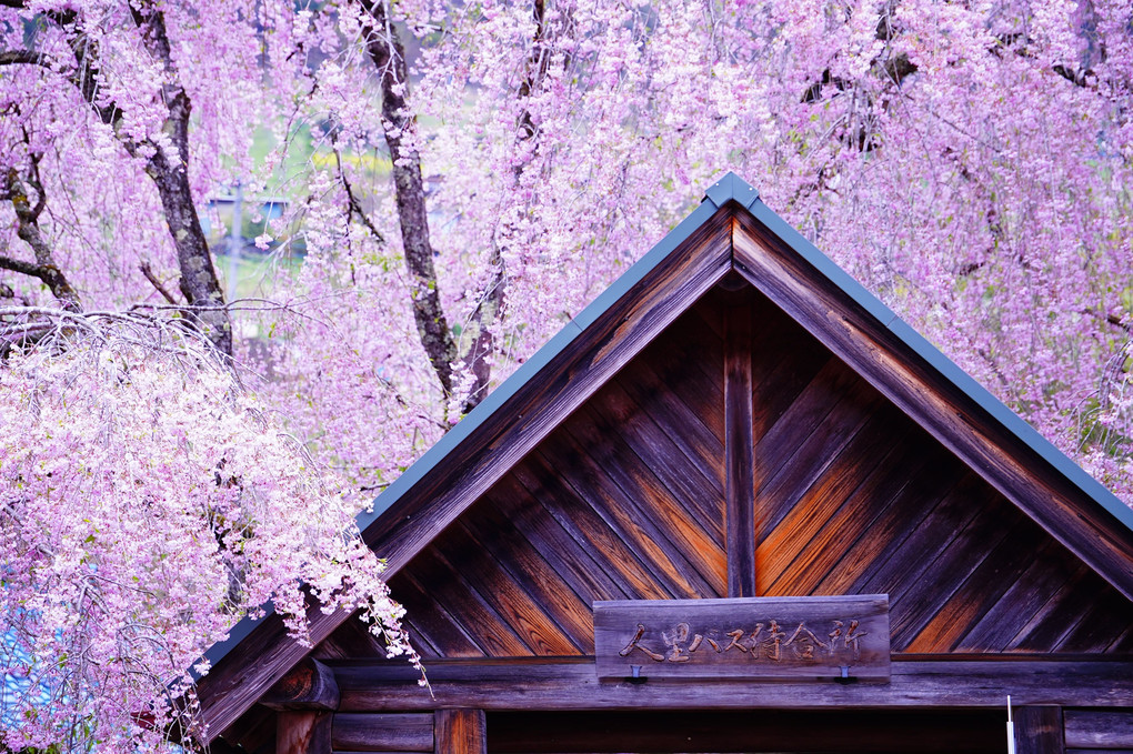 最後の桜　東京檜原さくら巡りドライブツアー 