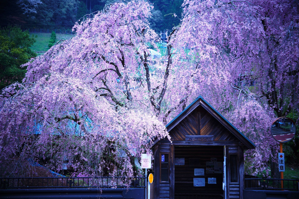 最後の桜　東京檜原さくら巡りドライブツアー 