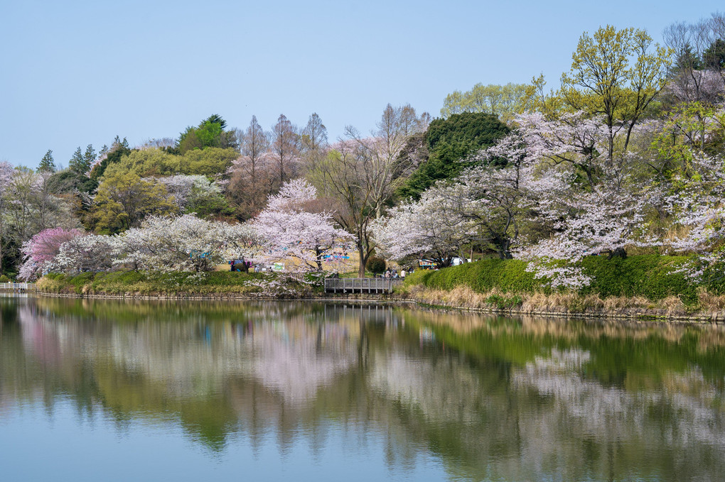 三ツ池公園 -桜まつり-