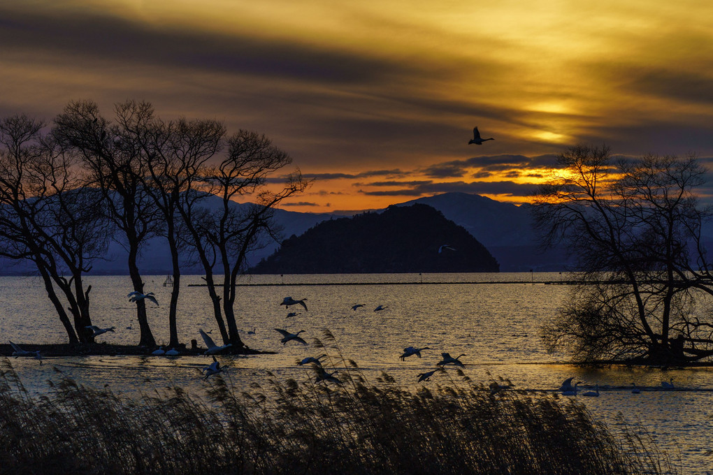 夕陽に染まる白鳥の湖