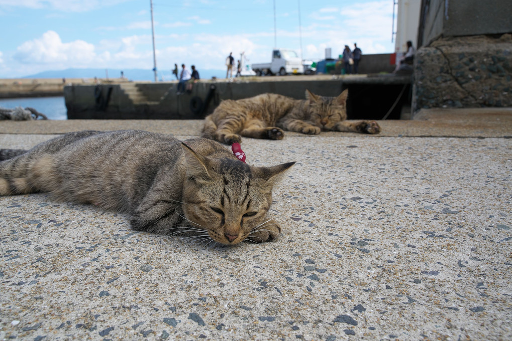 世界6大猫スポット～相島