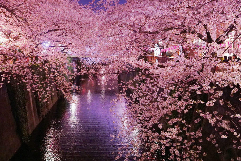 夜桜散策