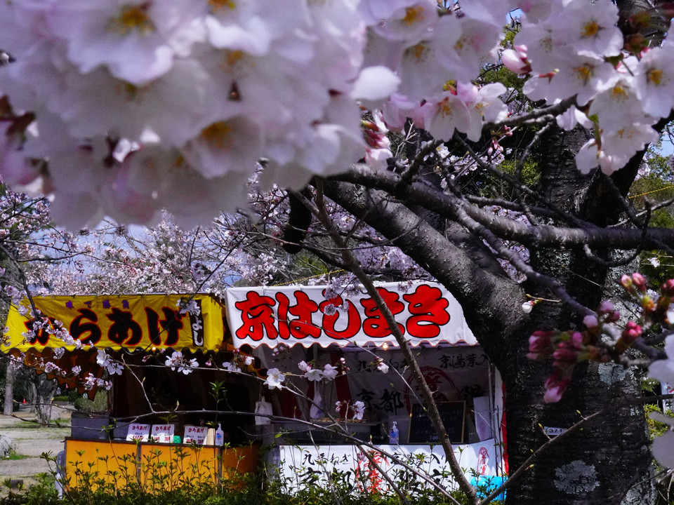 京都、円山公園の桜