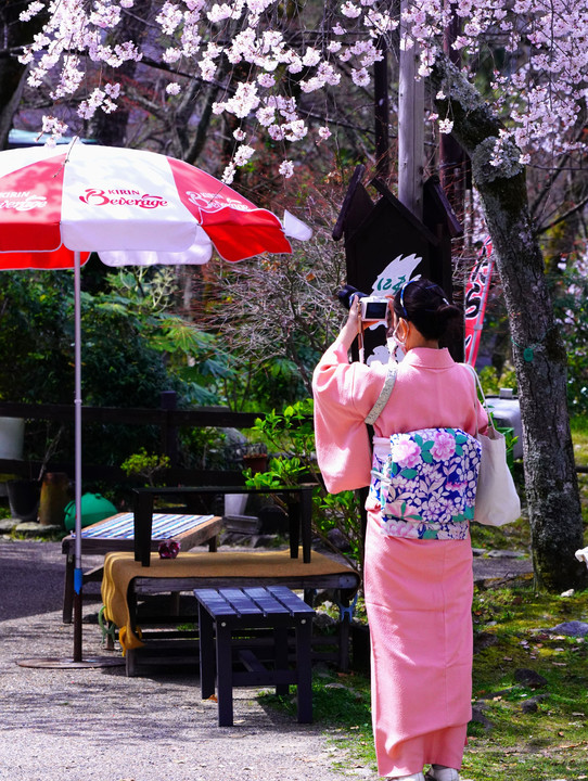 京都、円山公園の桜
