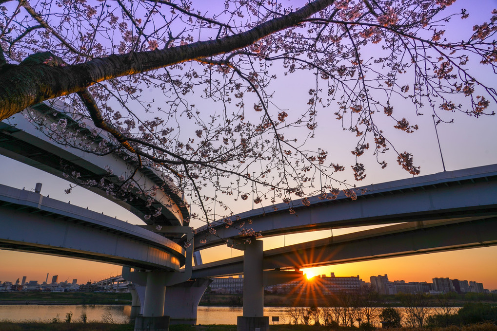夕陽に輝く桜とジャンクション