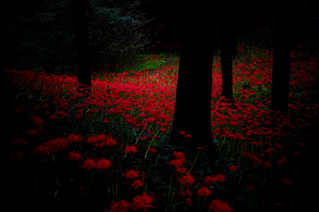 深紅の森