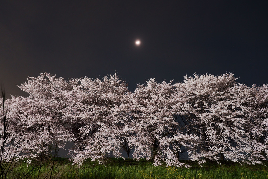 京洛の春'22　花曇りの桜並木三景