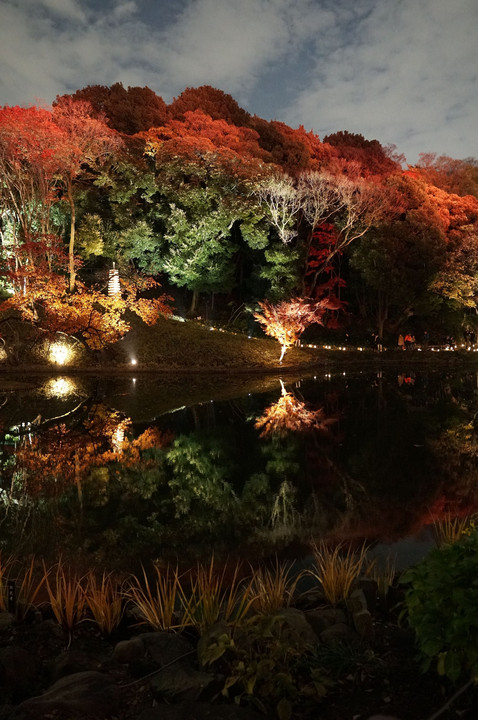 肥後細川庭園の夜景