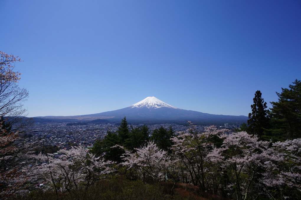 富士山 2023 春