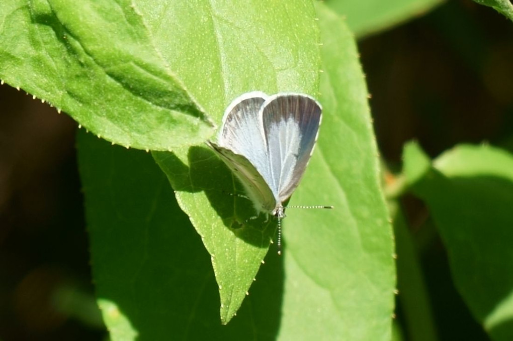 初夏の森の蝶